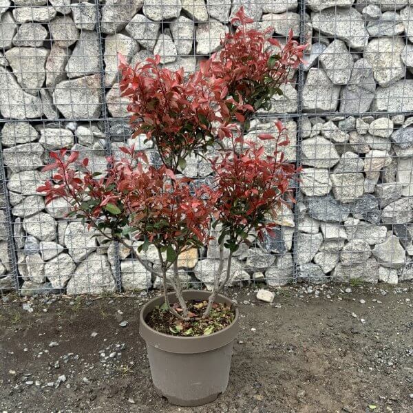 Photinia Nana (Little Red Robin) Pom Pom G343 - Image 2