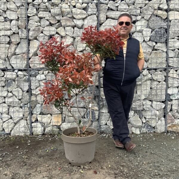 Photinia Nana (Little Red Robin) Pom Pom G353 - B78B0340 6BDC 4A43 A8AC A87B3DF18DD3 1 105 c