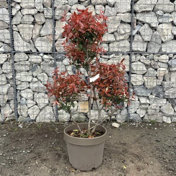 Photinia Nana (Little Red Robin) Pom Pom G372 - B85FD774 E2AB 497A 9996 D9BD2A9C1B23 1 105 c