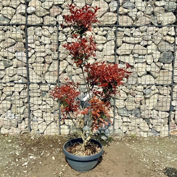 Photinia Nana (Little Red Robin) Pom Pom G417 - BA5CBEA6 C81C 4B0B ACA5 ABED40E9F8D4 1 105 c