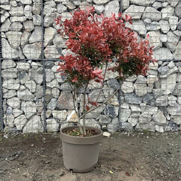 Photinia Nana (Little Red Robin) Pom Pom G355 - BA9A43FE F72D 43D3 A2D9 4F39E879B68F 1 105 c