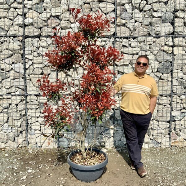 Photinia Nana (Little Red Robin) Pom Pom G412 - BC61C480 E31D 4A09 9063 EFADDE1BD6EA 1 105 c