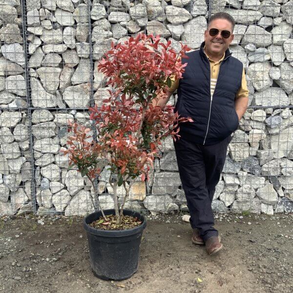 Photinia Nana (Little Red Robin) Pom Pom G374 - BCAECBDC 84FC 4459 89E1 BAB3CDF43466 1 105 c