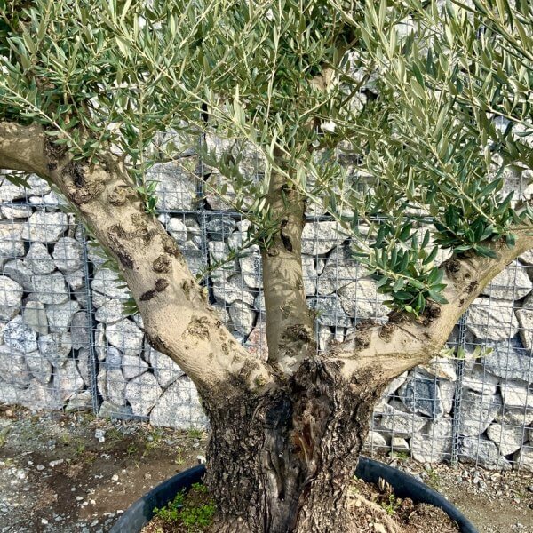 Gnarled Olive Tree Multi Stem Thick XL G299 - BCCA0794 6808 4243 9A22 86CCC56FA63A 1 105 c
