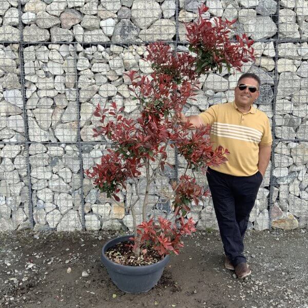 Photinia Nana (Little Red Robin) Pom Pom G450 - BDC197BB F78D 4502 A123 48486CCBC476 1 105 c