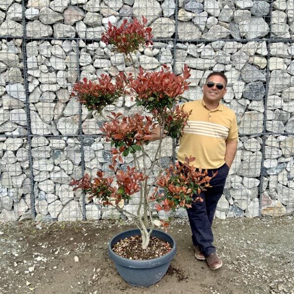 Photinia Nana (Little Red Robin) Pom Pom G424 - BF3CF911 D7A1 4057 8A5B 07CA3797ACD5 1 105 c