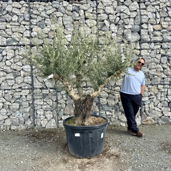 Gnarled Olive Tree Multi Stem Thick XL G299 - C01068A1 29B9 41CA 8C83 CF45E889134E 1 105 c