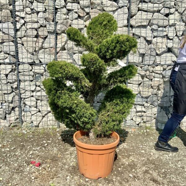 Juniperus Media Mint Julip Cloud Tree G535 - C0DD8DAD FDF8 4D4A 9244 836C26DE0ED6 1 105 c