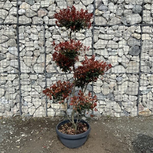 Photinia Nana (Little Red Robin) Pom Pom G415 - C137794A A7CC 4109 BCDE E1F79CDEB606 1 105 c