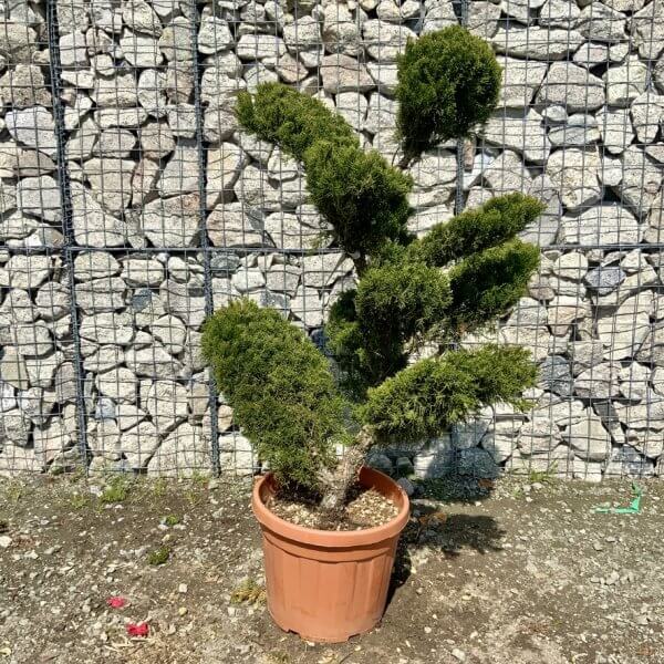 Juniperus Media Mint Julip  Cloud Tree G538 - Image 2