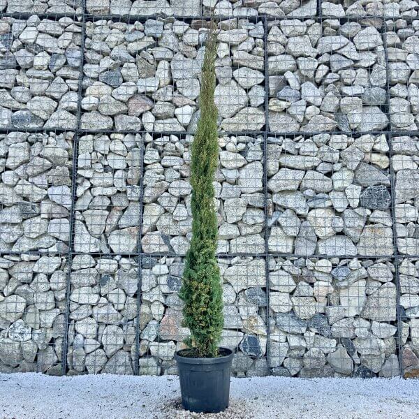 Cypress Stalk / Pencil Italian Pyramidalis (Cupressus Sempervirens) 2.40M-2.50M - C231A49D 39EC 41F9 B20C E3AEDE18778D scaled