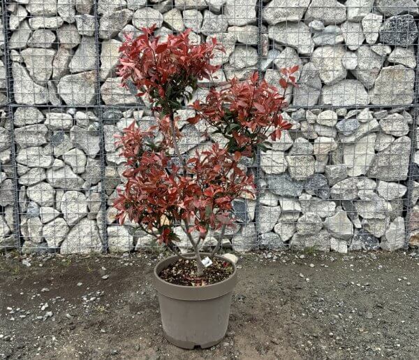 Photinia Nana (Little Red Robin) Pom Pom G342 - C4E76FFC C1F0 42E0 8063 2011BDDE5D40 1 105 c