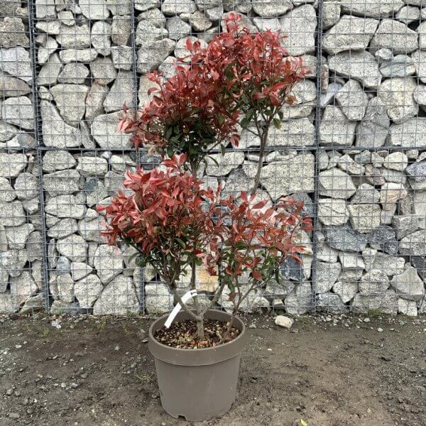 Photinia Nana (Little Red Robin) Pom Pom G373 - C50A814B 3057 4536 8F63 8E8B0D4ACE7F 1 105 c