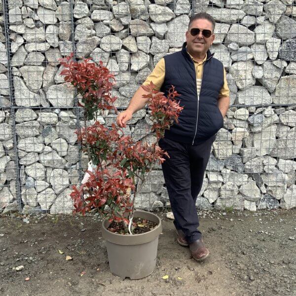 Photinia Nana (Little Red Robin) Pom Pom G381 - C6AED8D1 C9BA 4BE1 ADE3 914C51AA0B67 1 105 c