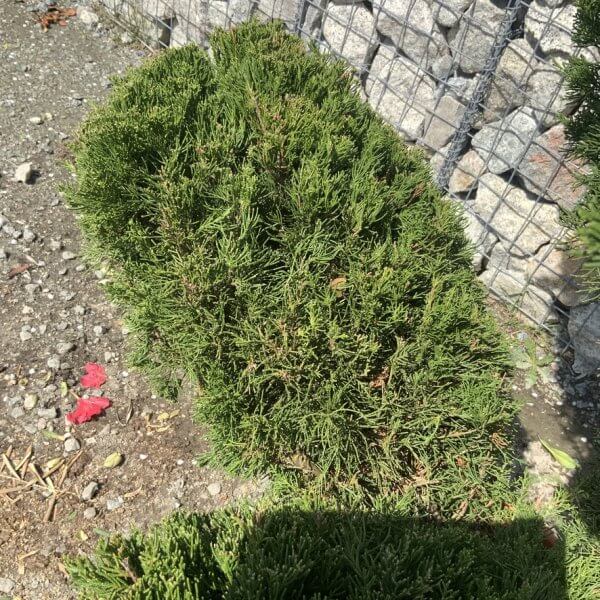 Juniperus Media Mint Julip Cloud Tree G536 - C7079ECE 69E7 4BC6 BA9A B5ADDC7DA328 1 105 c