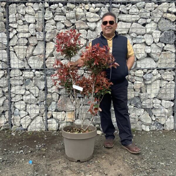 Photinia Nana (Little Red Robin) Pom Pom G345