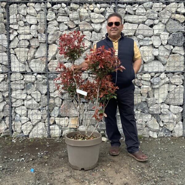 Photinia Nana (Little Red Robin) Pom Pom G345 - C7300986 FEAE 4127 A31C A401A856994E 1 105 c