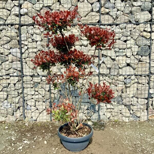 Photinia Nana (Little Red Robin) Pom Pom G420 - C7B288A1 19BC 4CE8 B1F3 835FDE0B9365 1 105 c