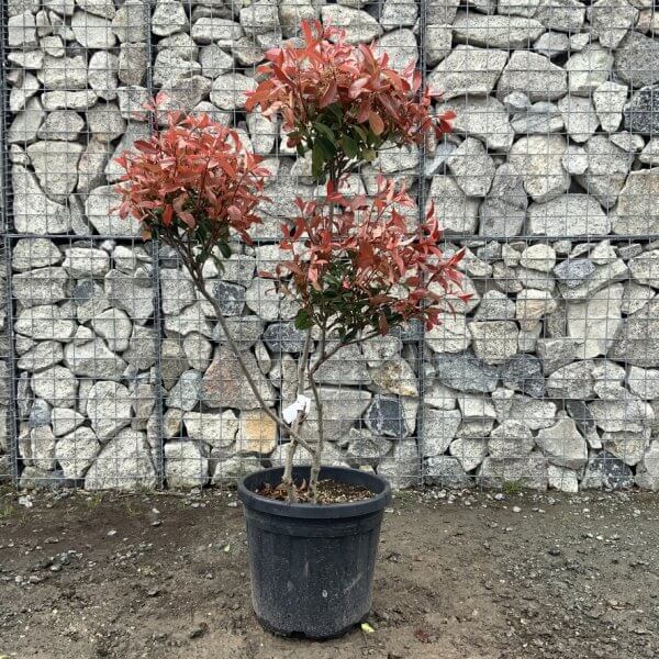 Photinia Nana (Little Red Robin) Pom Pom G356 - C7DB51E3 A614 47C7 BABD 236A7B195D0F 1 105 c