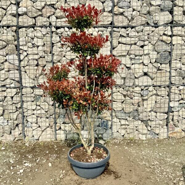 Photinia Nana (Little Red Robin) Pom Pom G426 - C7ECAD04 8830 4079 BB65 7052C3CD1F47 1 105 c
