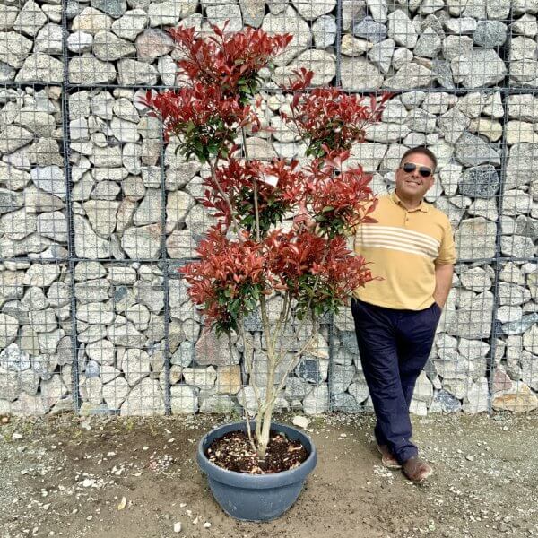 Photinia Nana (Little Red Robin) Pom Pom G399 - CAB4027D 410F 42B4 8C6E E60B1ED2B1FE 1 105 c