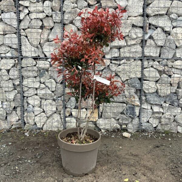 Photinia Nana (Little Red Robin) Pom Pom G378 - CAB9FF04 458F 4BB0 81D0 648690CA4D11 1 105 c