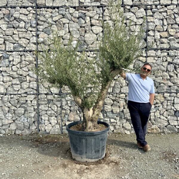 Gnarled Olive Tree Multi Stem Thick XL G300 - CC2D9DA4 A46B 4337 9BCE EE64BA02A8E7 1 105 c