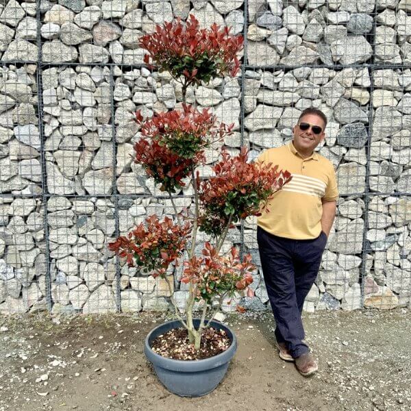 Photinia Nana (Little Red Robin) Pom Pom G415 - CC3D02C5 5343 4648 8F41 FA76A6266133 1 105 c