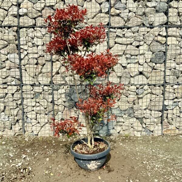 Photinia Nana (Little Red Robin) Pom Pom G442 - CD6D086B 0976 403D 8AD7 1C5549FA7E2B 1 105 c