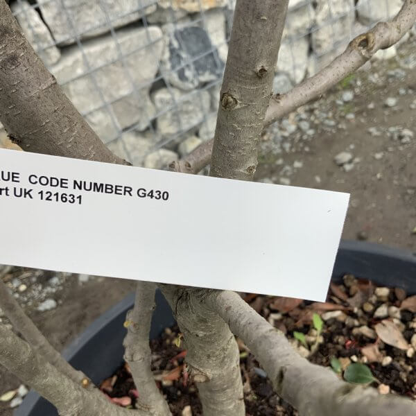 Photinia Nana (Little Red Robin) Pom Pom G430 - D0EF4C18 B5F3 46A7 B749 F4D4C7ACA6D3 1 105 c