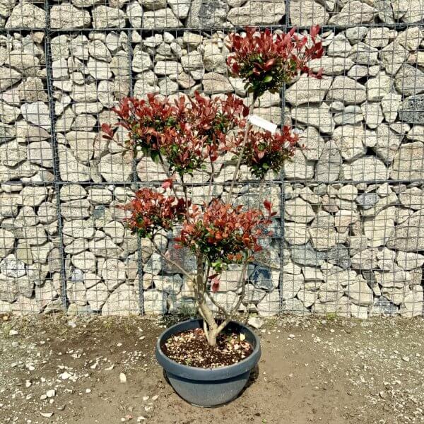 Photinia Nana (Little Red Robin) Pom Pom G419 - D29DF7BE FB86 4C57 8F59 801464879A27 1 105 c
