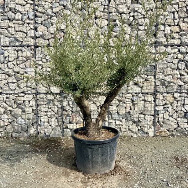 Gnarled Olive Tree Multi Stem Thick XL G330 - D58C2593 BFCC 4140 9978 DE79AAA0B0AF 1 105 c