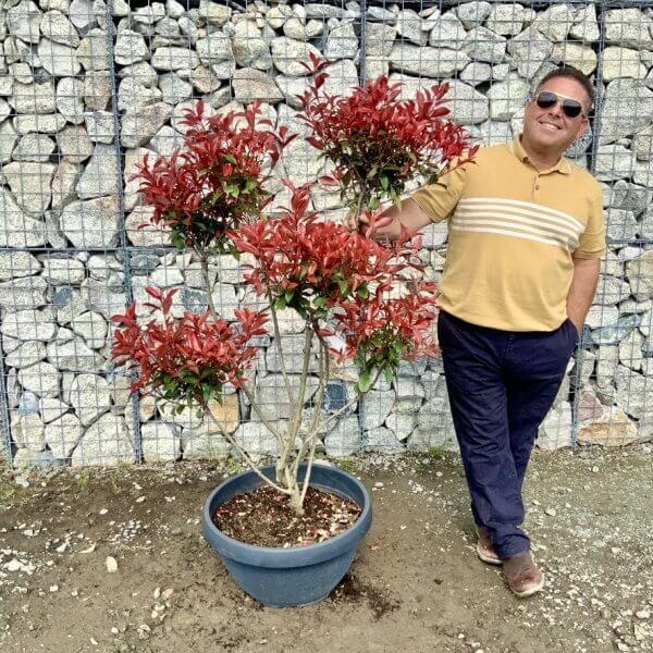 Photinia Nana (Little Red Robin) Pom Pom G427 - D6CB6FD7 6A11 4E5D 92BE 2A11D20AB25E 1 105 c