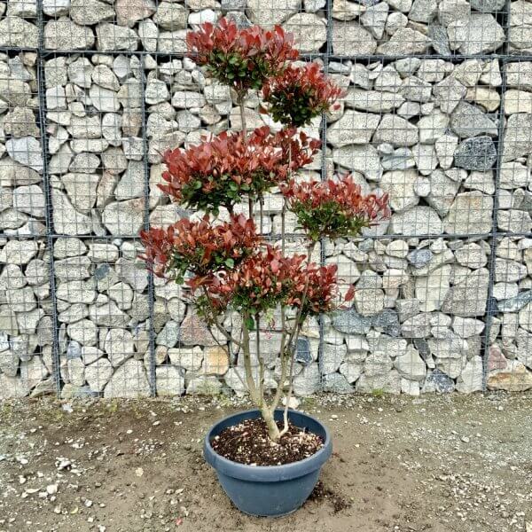 Photinia Nana (Little Red Robin) Pom Pom G434 - D9497A5D D28B 46AF 9FA7 B1C7E2211D48 1 105 c 1