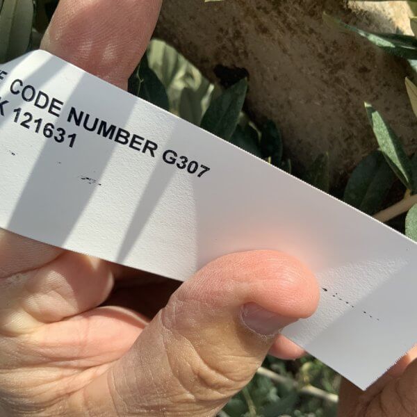 Gnarled Olive Tree Multi Stem Thick XL G307 - D98A007D 694A 4D49 93DD C52F617951AA 1 105 c