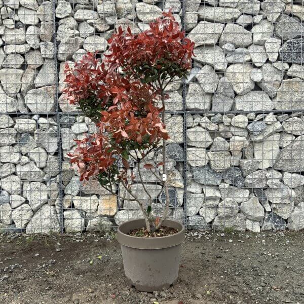 Photinia Nana (Little Red Robin) Pom Pom G353 - DAE6E476 54A9 4F40 9B59 F7E11F0DDBF4 1 105 c