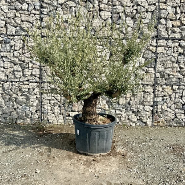 Gnarled Olive Tree Multi Stem Thick XL G307 - DE41FC36 EE62 40B4 A598 FFD0D41D97CB 1 105 c