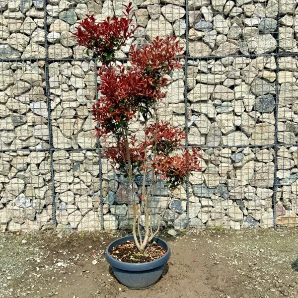 Photinia Nana (Little Red Robin) Pom Pom G408 - DE8931B1 6D1F 4AFB 97CA 12B47158EA9E 1 105 c