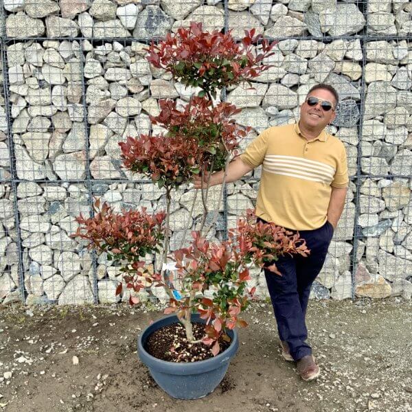 Photinia Nana (Little Red Robin) Pom Pom G428 - DFDAE729 B003 4057 BD8A A688A1810E43 1 105 c