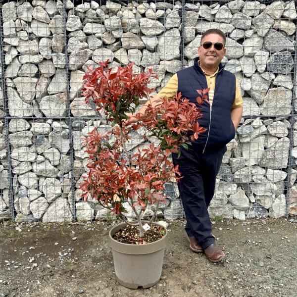 Photinia Nana (Little Red Robin) Pom Pom G342