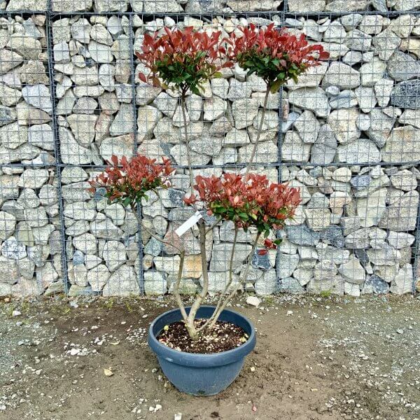 Photinia Nana (Little Red Robin) Pom Pom G391 - E107CA2F B532 49AB 8742 0AB05DE52AA3 scaled