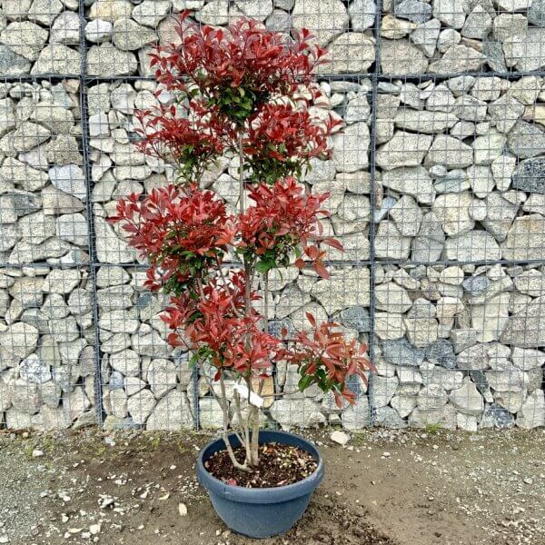 Photinia Nana (Little Red Robin) Pom Pom G430 - E1BB58E4 46EA 47EA ADCF AAC5349610B7 1 105 c