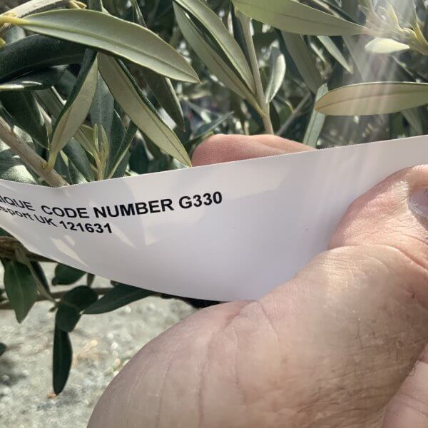 Gnarled Olive Tree Multi Stem Thick XL G330 - E20FBB53 4E99 4F80 8B0E 0C13BA85D6FC 1 105 c