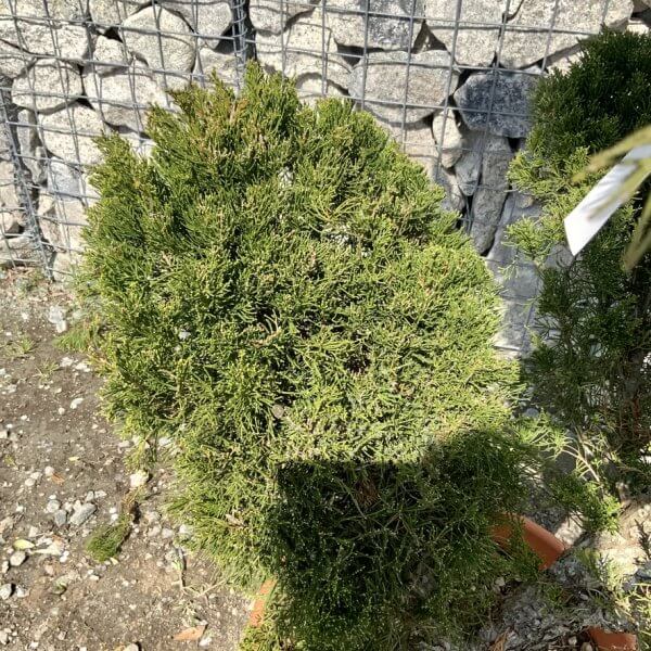 Juniperus Media Mint Julip  Cloud Tree G538 - Image 3
