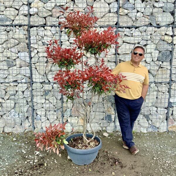 Photinia Nana (Little Red Robin) Pom Pom G445 - E4BDE0B6 EDF6 4360 80C6 D39722FDD66A 1 105 c