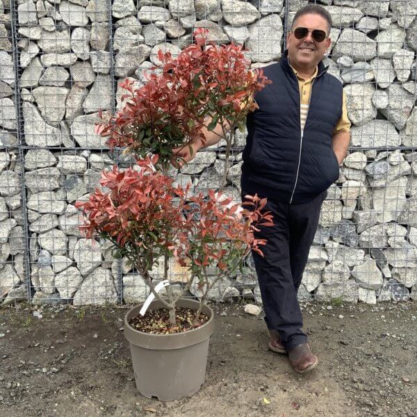 Photinia Nana (Little Red Robin) Pom Pom G373 - E4D4749D 980F 4EE5 BD08 082C4CDAEBE6 1 105 c