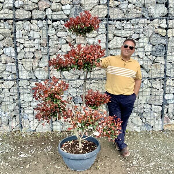 Photinia Nana (Little Red Robin) Pom Pom G388 - E5B273E5 26D1 4BDB 9909 8AEC6DCF55D9 scaled