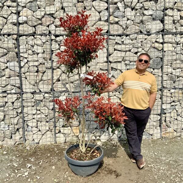 Photinia Nana (Little Red Robin) Pom Pom G439 - E7AC4066 74C0 433D 8D8B C479C68DAAC8 1 105 c