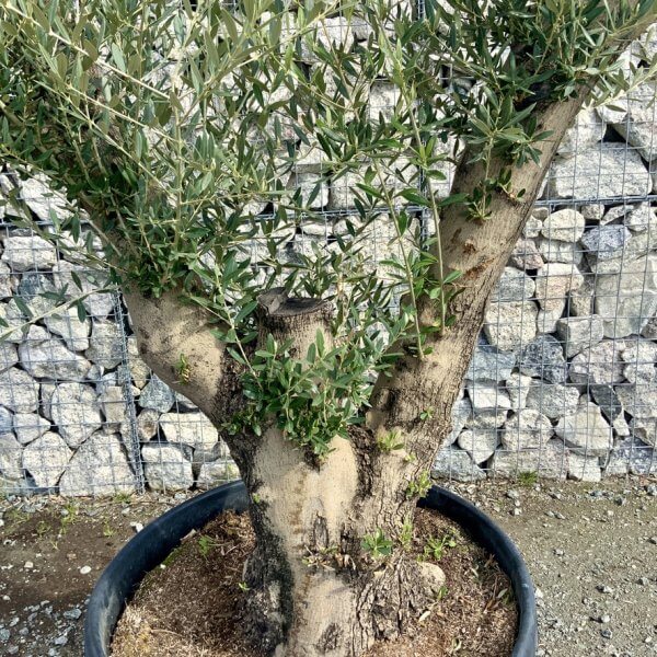 Gnarled Olive Tree Multi Stem Thick XL G300 - E8745713 4AD0 40D5 AD09 A18E07DD7A9A 1 105 c