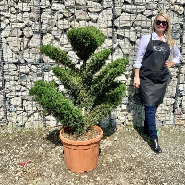 Juniperus Media Mint Julip Cloud Tree G527 - E9CF46C8 777D 4595 B648 CD6EF9ECB5EB 1 105 c